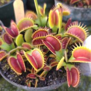 Carnivorous Plants (271)